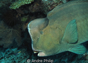 David + Goliath eye to eye  ;-)
(cleaner meets bumphead) by Andre Philip 